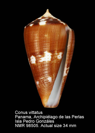 Conus vittatus (19).jpg - Conus vittatus Hwass in Bruguière,1792